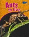 Ants up close